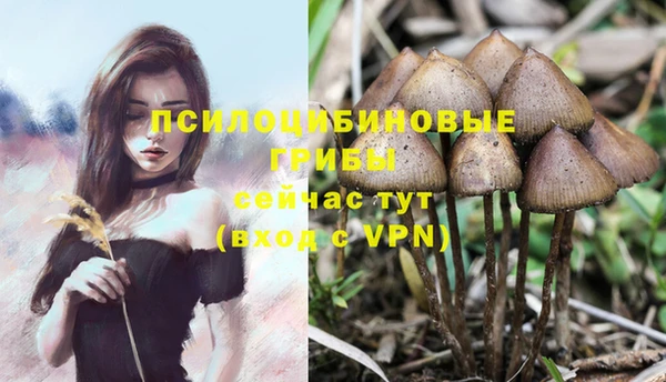 трава Новозыбков